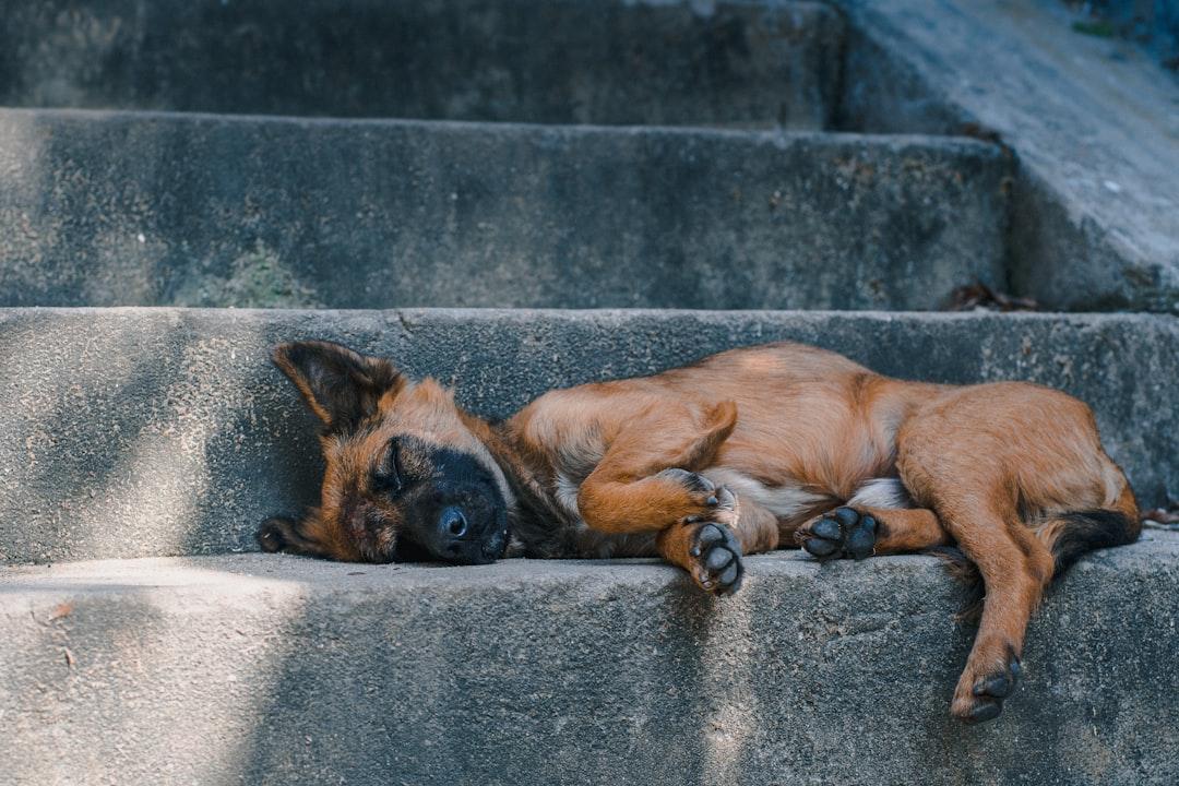 Dog nap. Vietnam. 