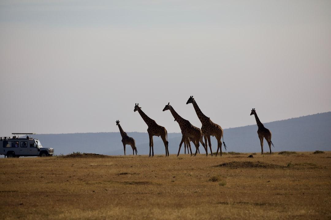Giraffes on the Serengeti with safari Jeep 