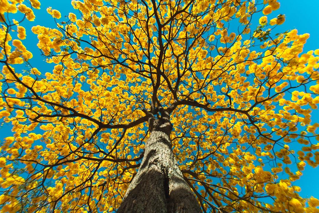 Yellow blossom tree with blue sky at the background