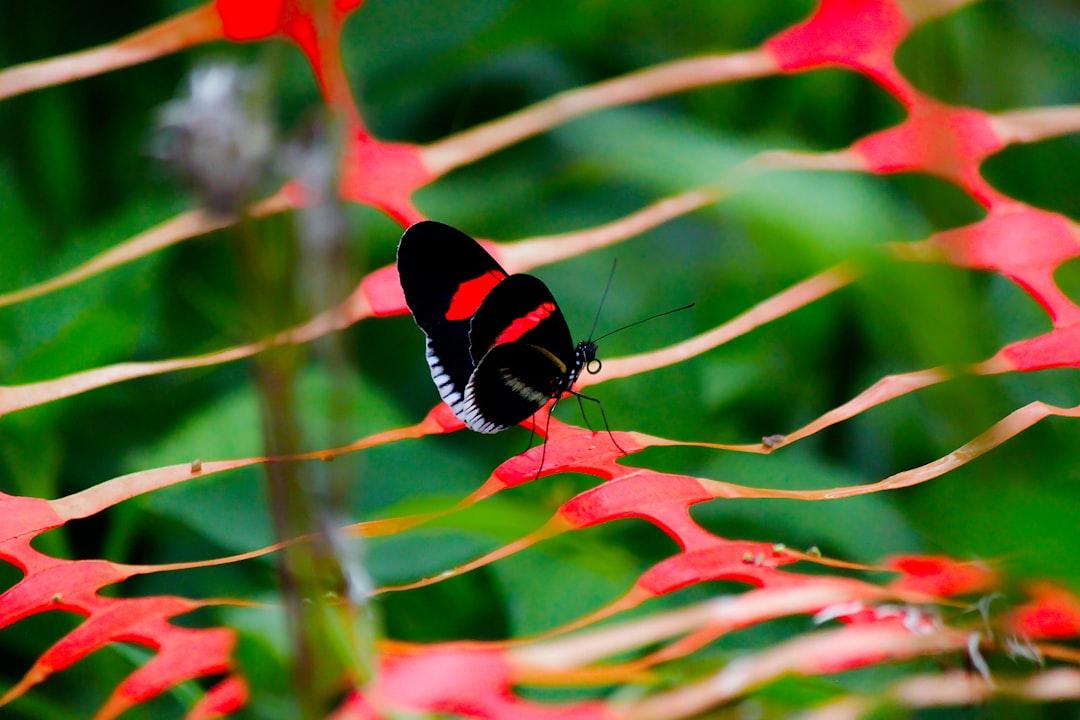 B U T T E R F L I E S 

#butterfly #nature #closeup #red #pretty #lockscreen #wallpaper