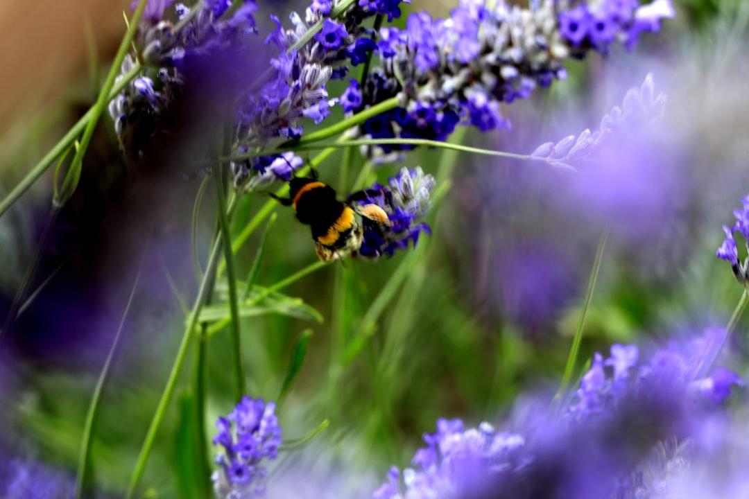 Bee on wild flowers