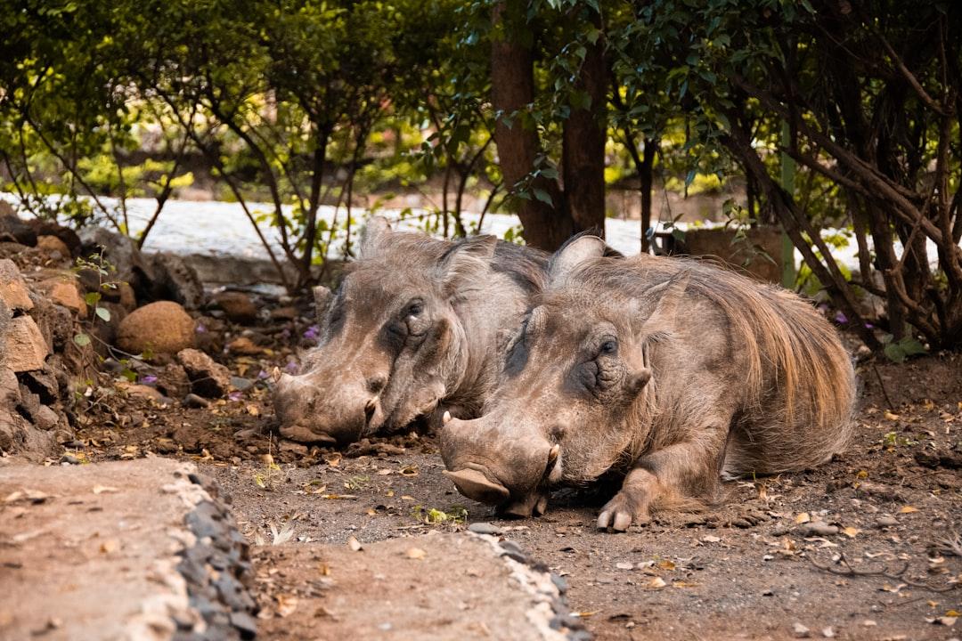 Warthogs hanging out on the grounds outside a hotel in Arba Minch, Ethiopia
