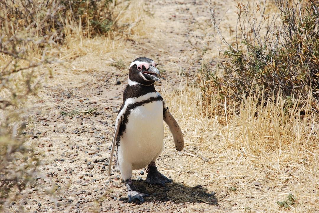 black and white penguin on brown field during daytime