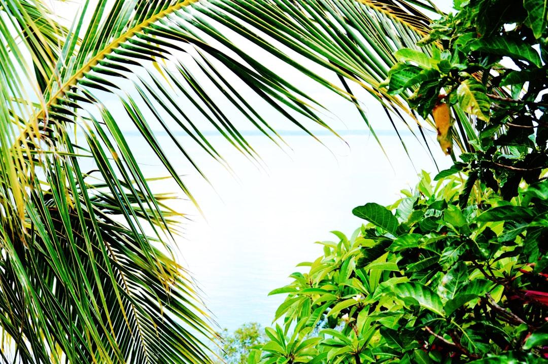 Palm Tree Leaves in Lifou, New Caledonia.
