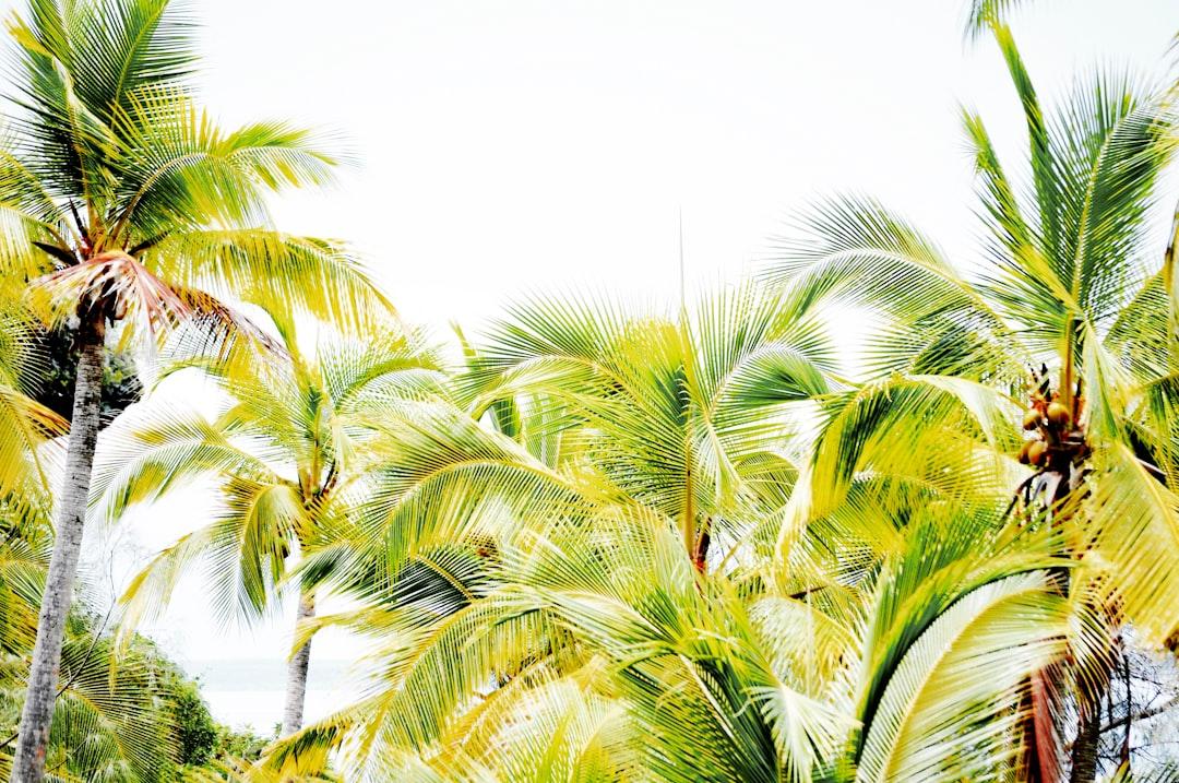 Palm Trees in Lifou, New Caledonia.