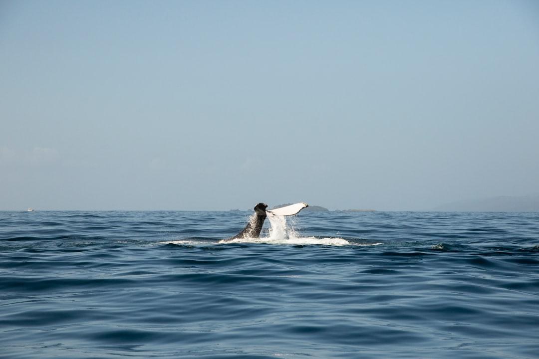 Whale Tail - Dominican Republic