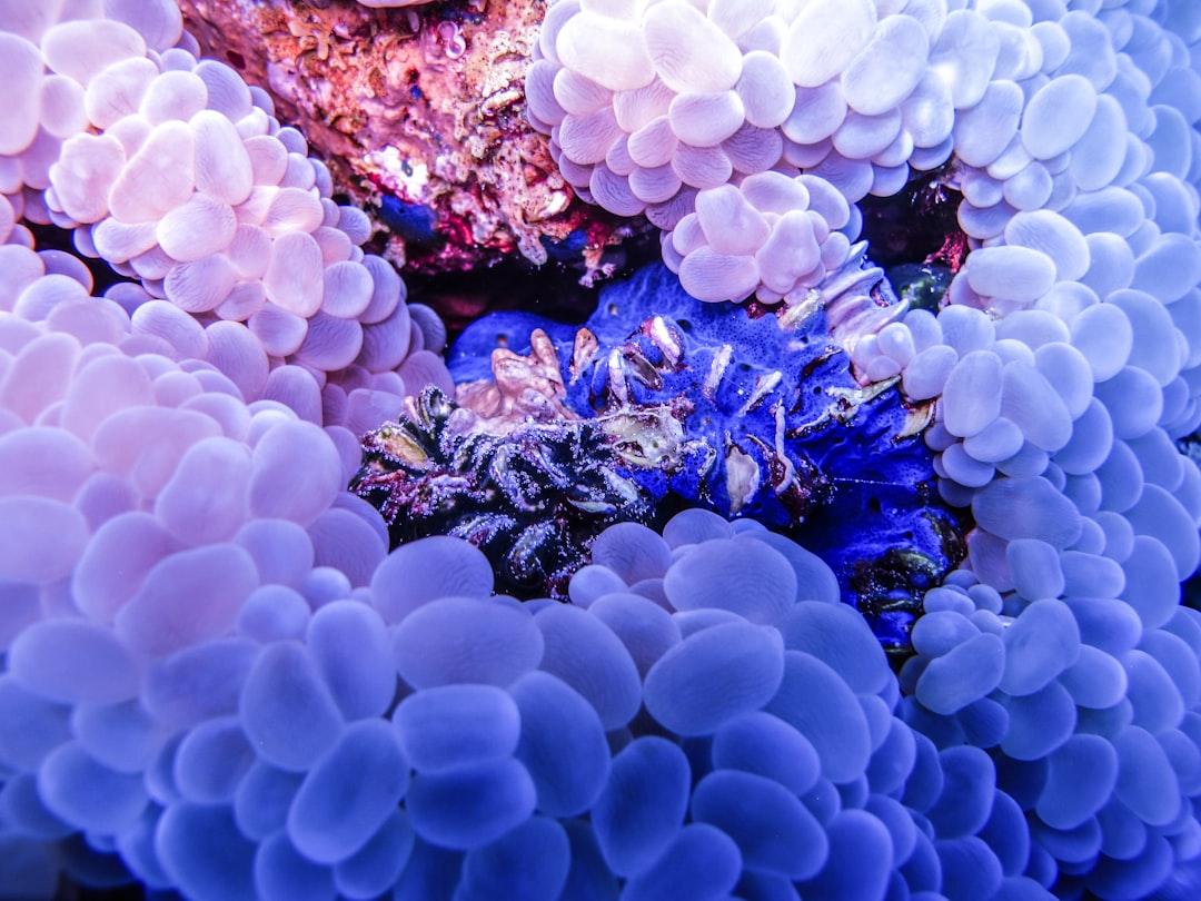 blue and white coral reef