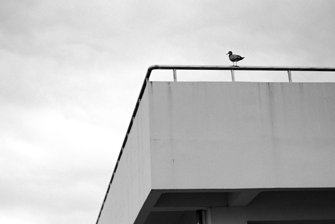 grayscale photo of a bird on a building