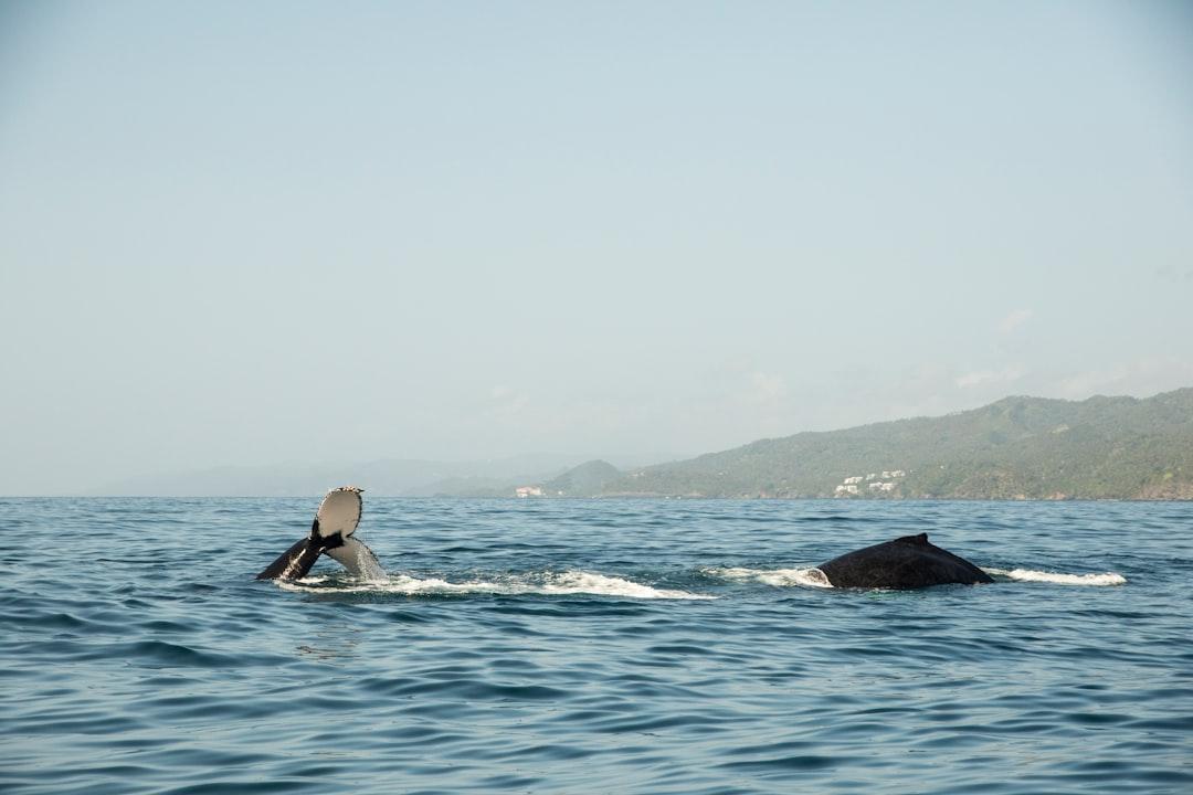 Humpback whales swimming in the bay of Samana - Dominican Republic.