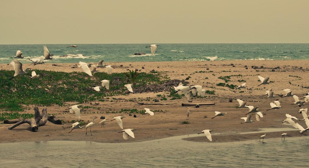flock of white birds on beach during daytime