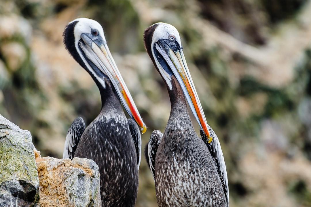 Pelicans at the Ballestas Islands (Spanish: Islas Ballestas), are a group of small islands near the town of Paracas within the Paracas District of the Pisco Province in the Ica Region, on the south coast of Peru.
