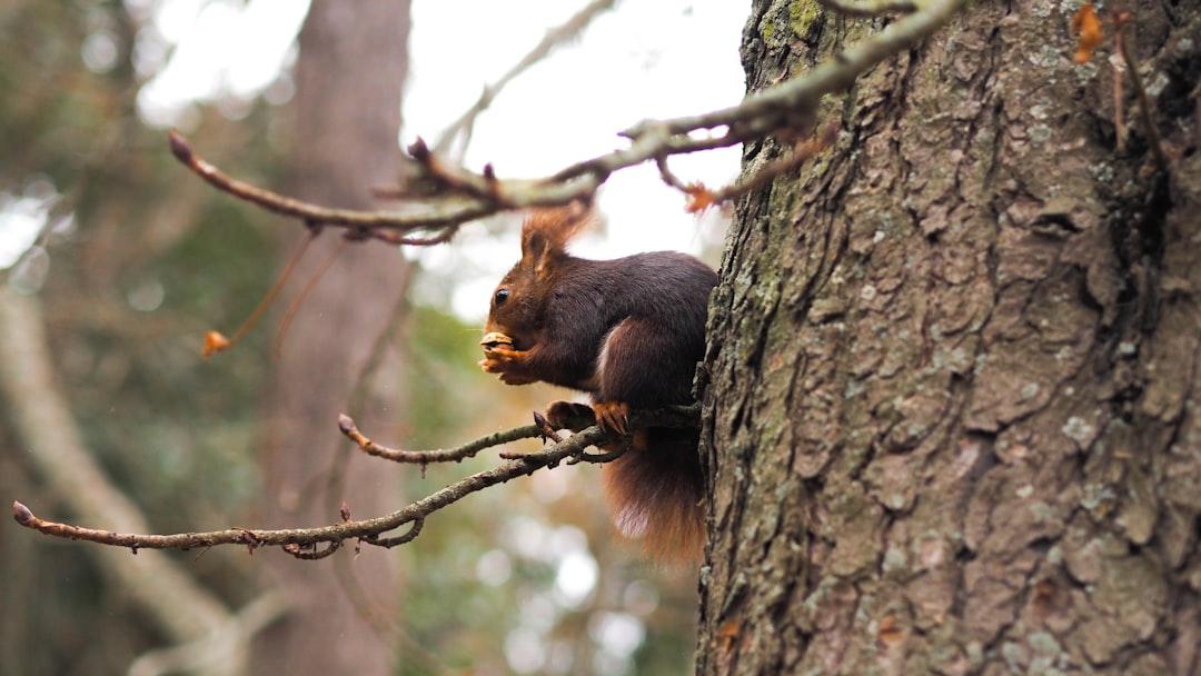 brown squirrel on brown tree during daytime
